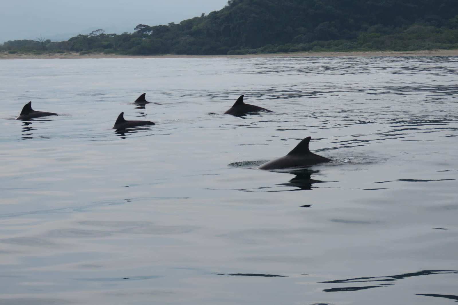 Aumenta 50 por ciento reproducción de delfines en la zona de Los Tuxtlas
