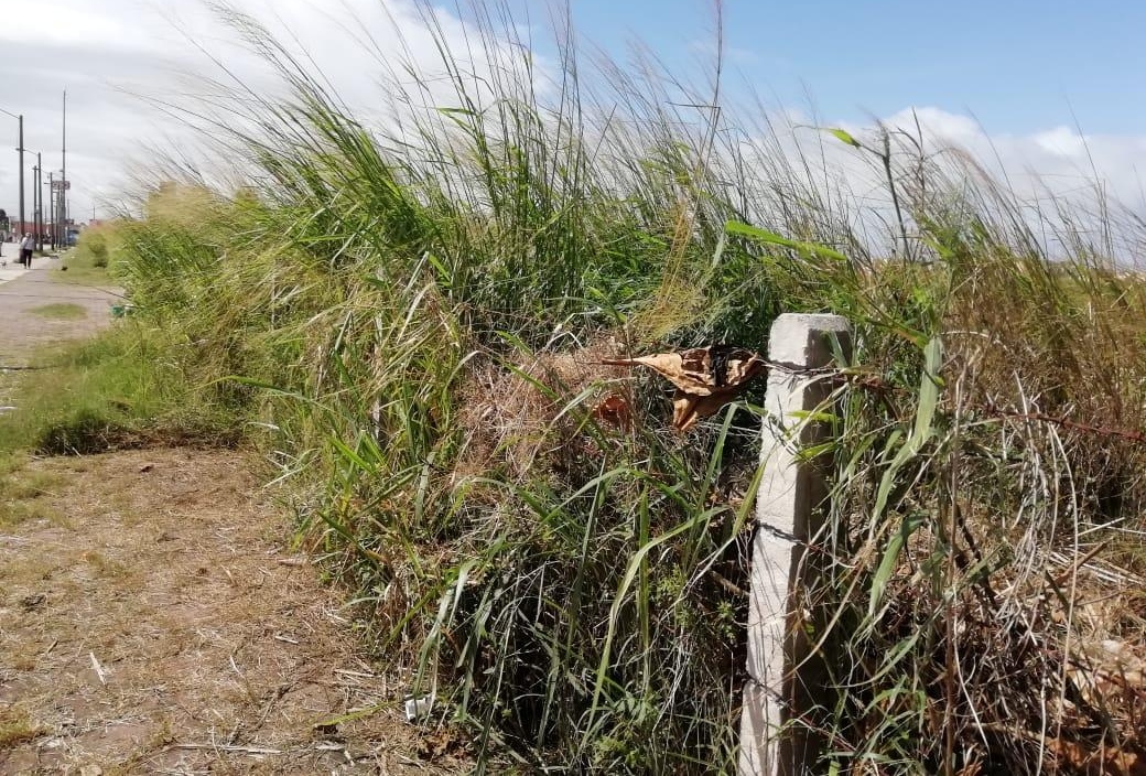 Disponibles 700 hectáreas de lotes baldíos para construcción de viviendas en Coatza