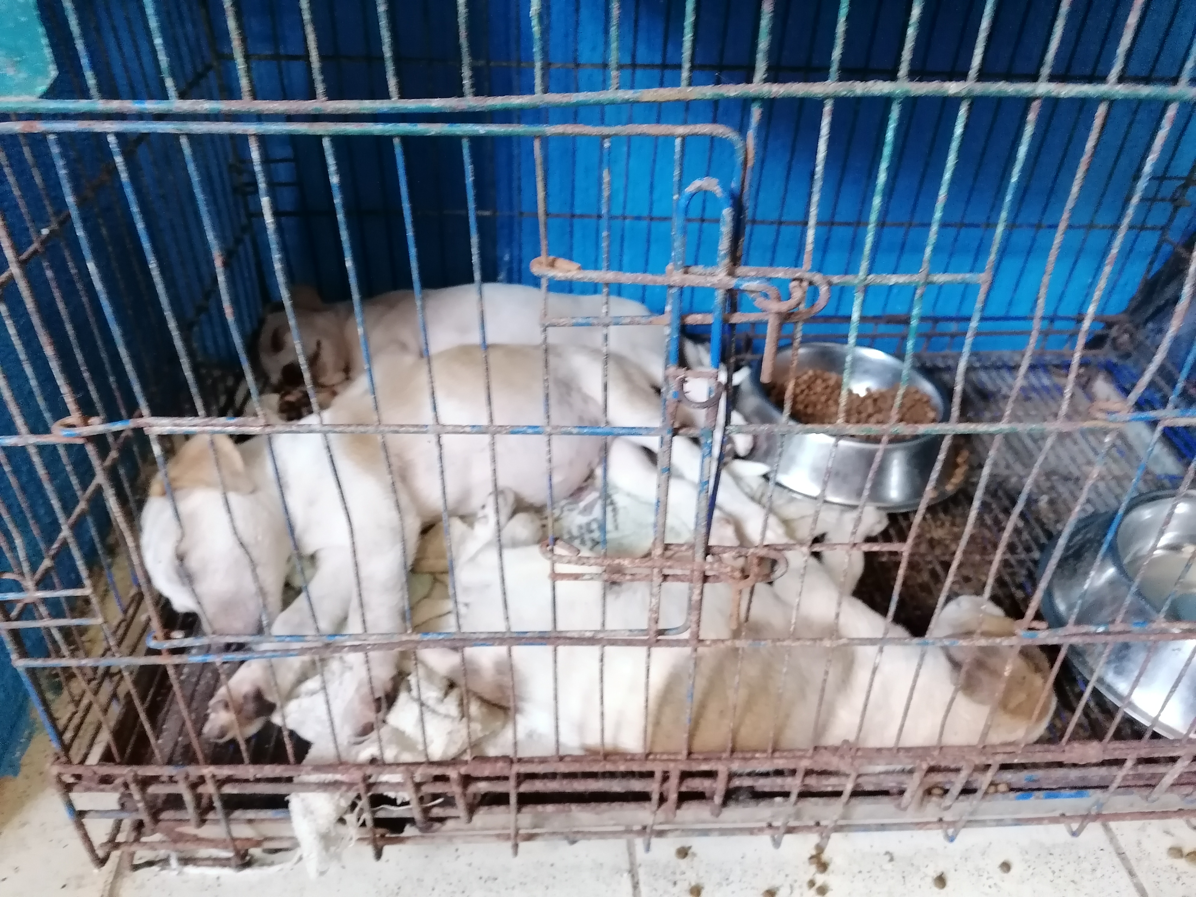 Logran adoptar a 200 perros y gatos