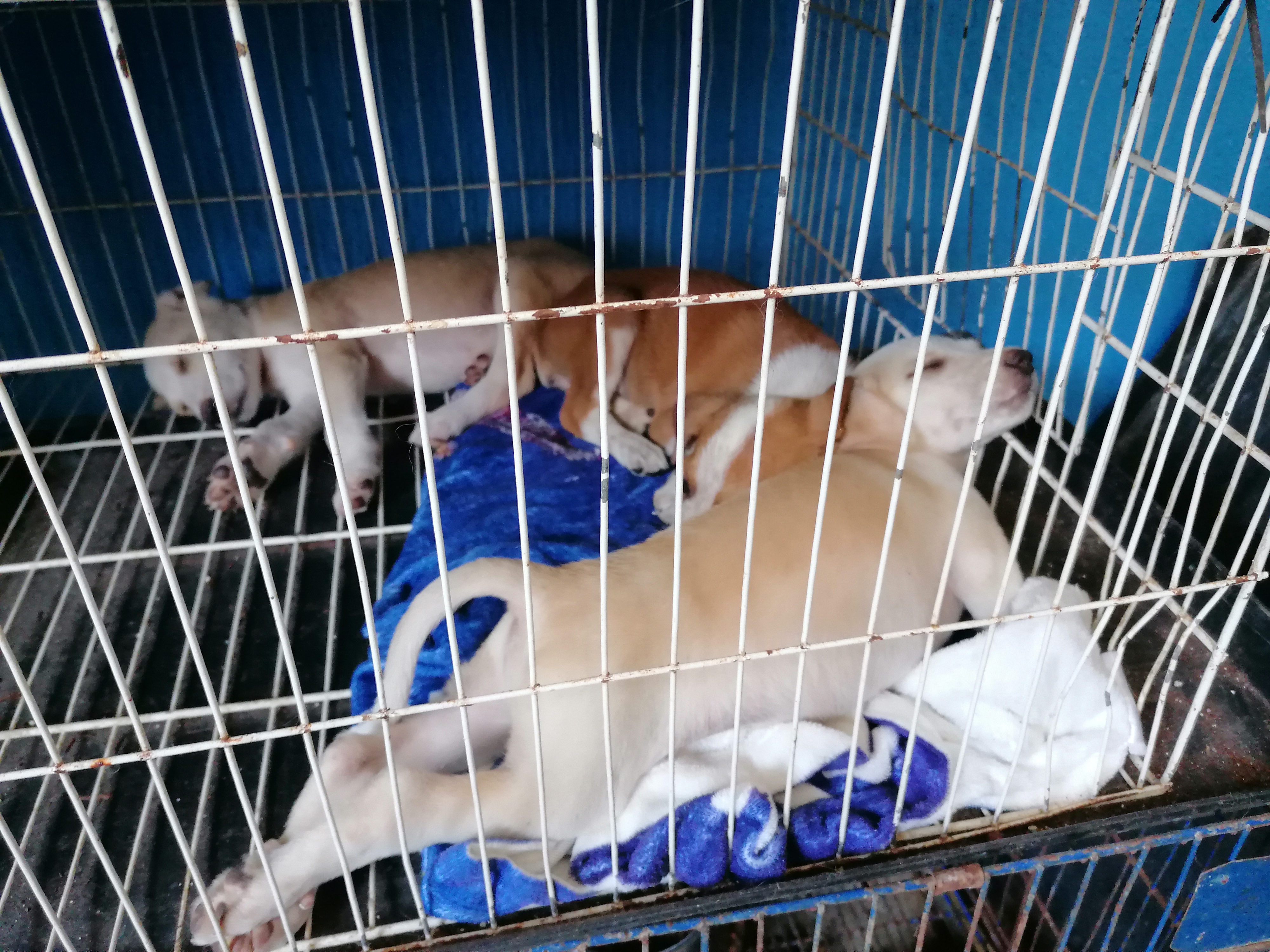 Ayuntamiento de Coatzacoalcos tendría facultad para sancionar a quien ejerza maltrato animal