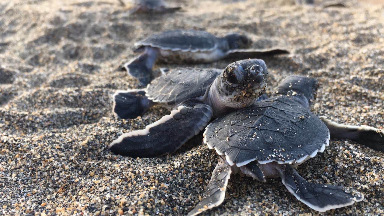 Campamento Tortuguero de Guillermo Prieto buscará conservar especies marinas