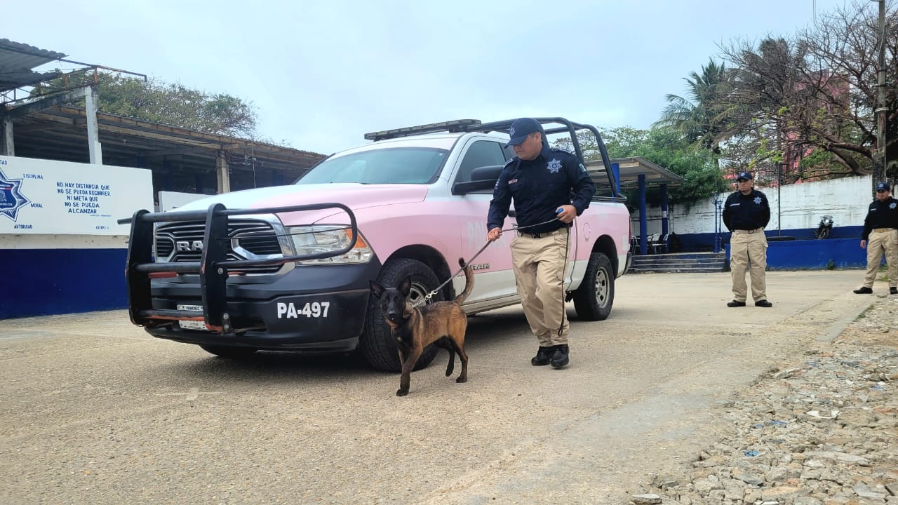 Adiestran ocho perros en la unidad canina para detectar drogas y armas