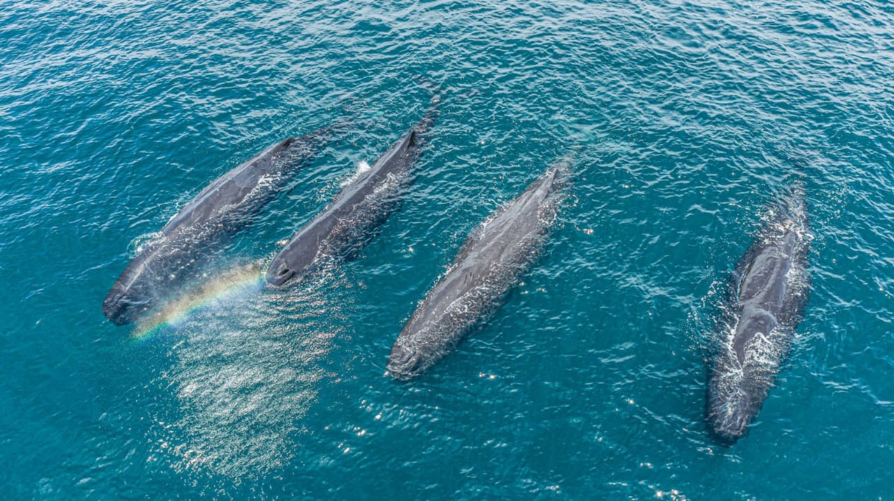 Ballenas del Golfo de México en peligro de extinción