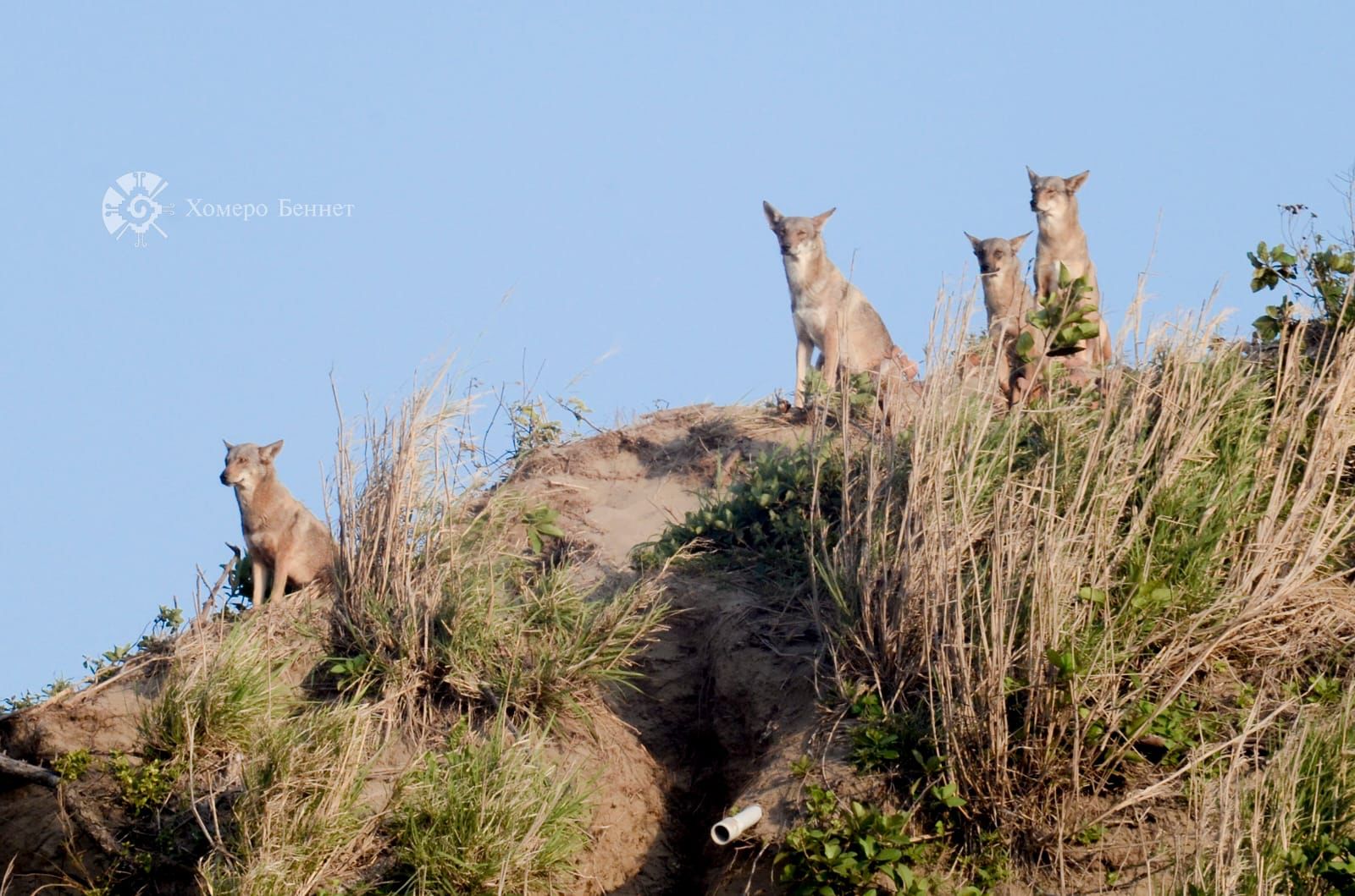 Sobrevive manada de coyotes en Coatza