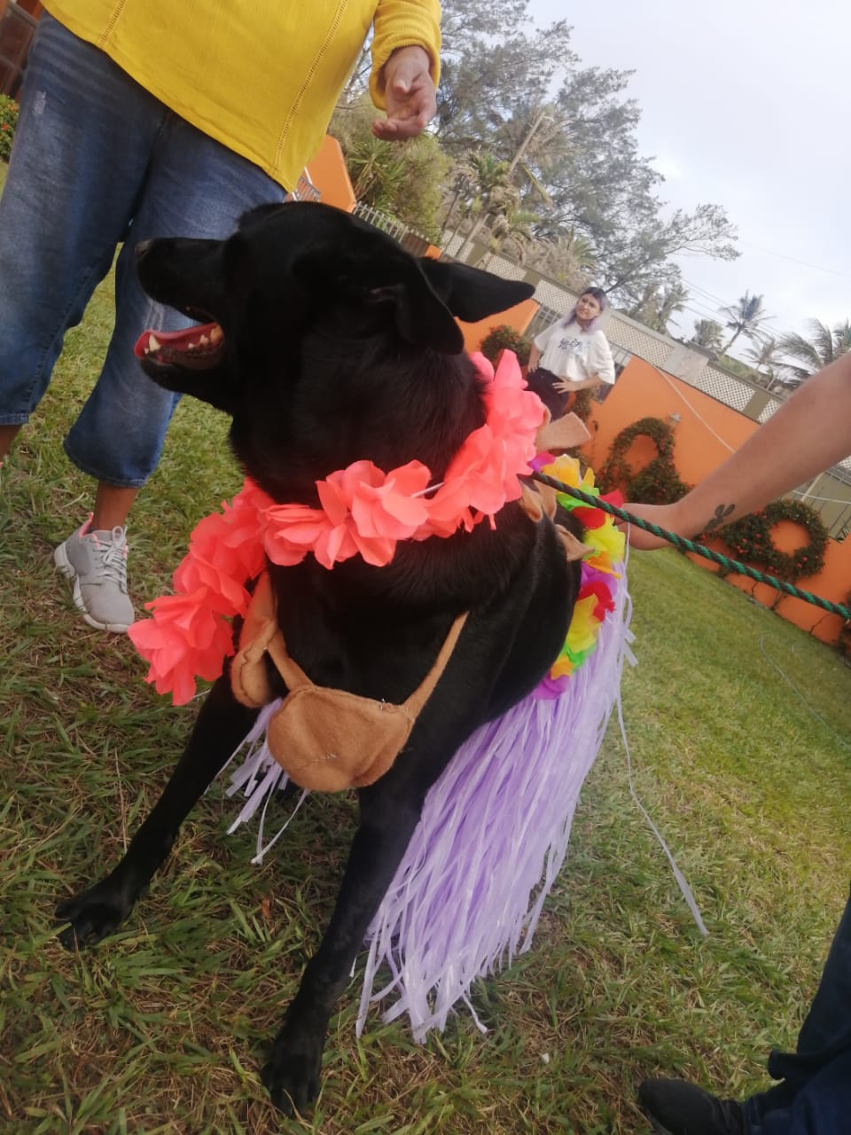 Realizan pasarela de perros a favor de tres albergues de Coatzacoalcos