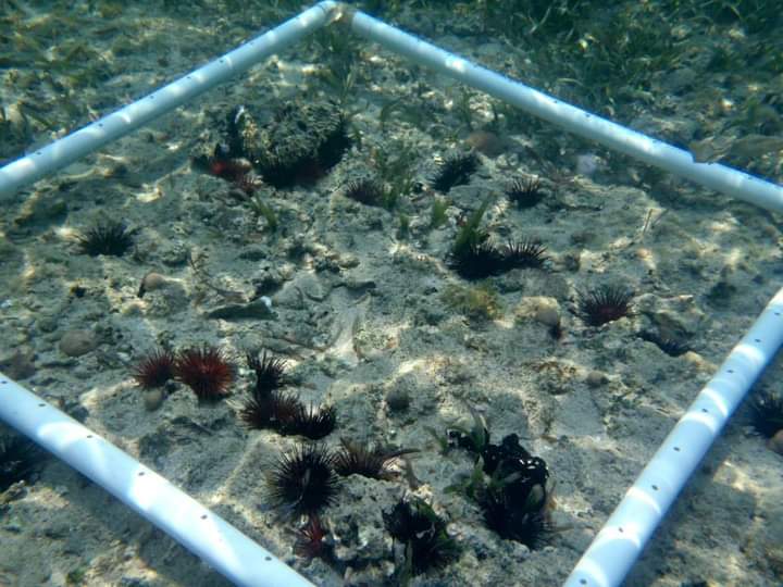 Calentamiento global y contaminación acaban con los arrecifes del sur