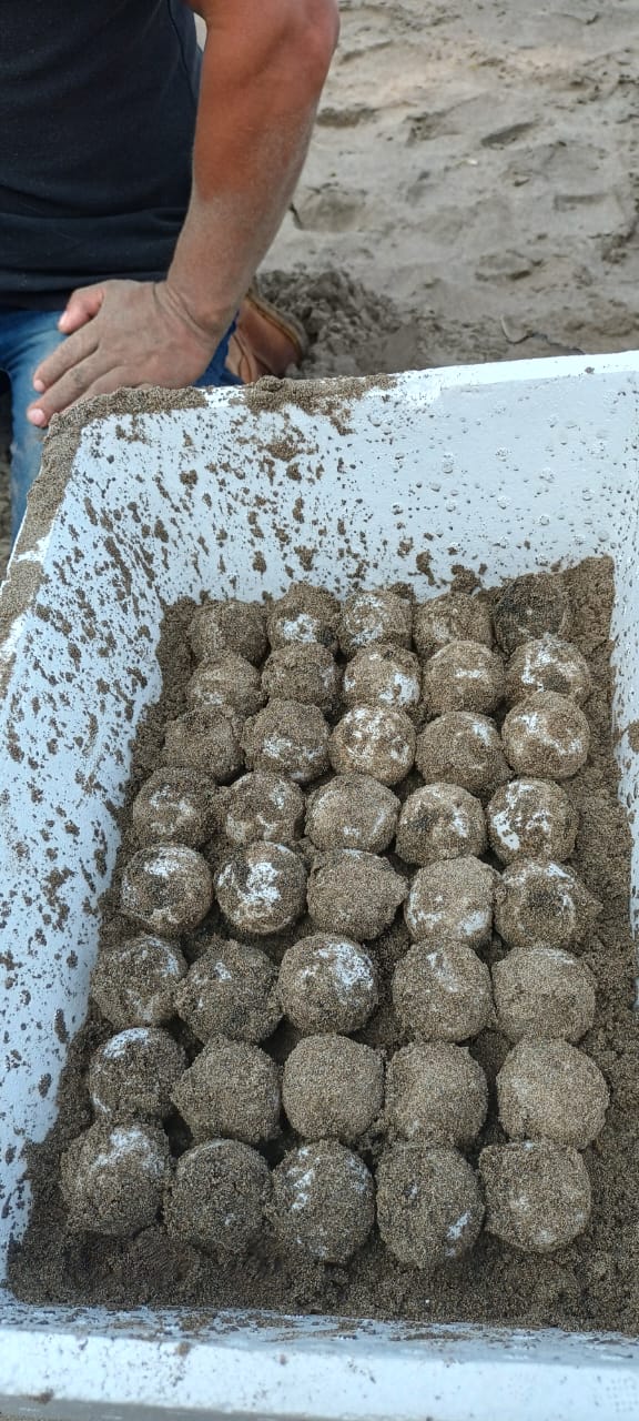 Llegan las primeras tortugas; desovan 830 huevos en campamento de Playa Coral