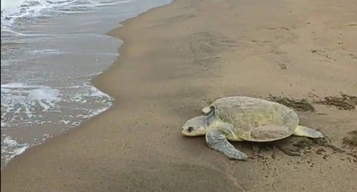 Inicia temporada de anidación de tortugas