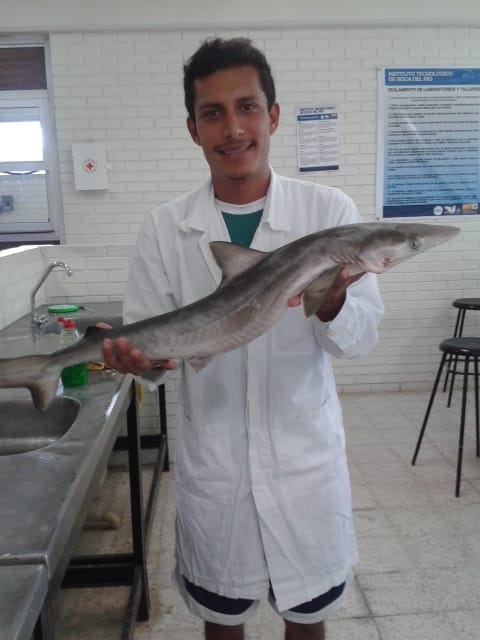 Inicia la veda de tiburón