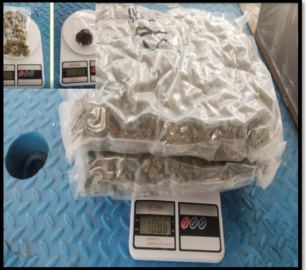 Asegura Compañía K9 de Fuerza Civil casi dos kilos de hierba verde en tres municipios