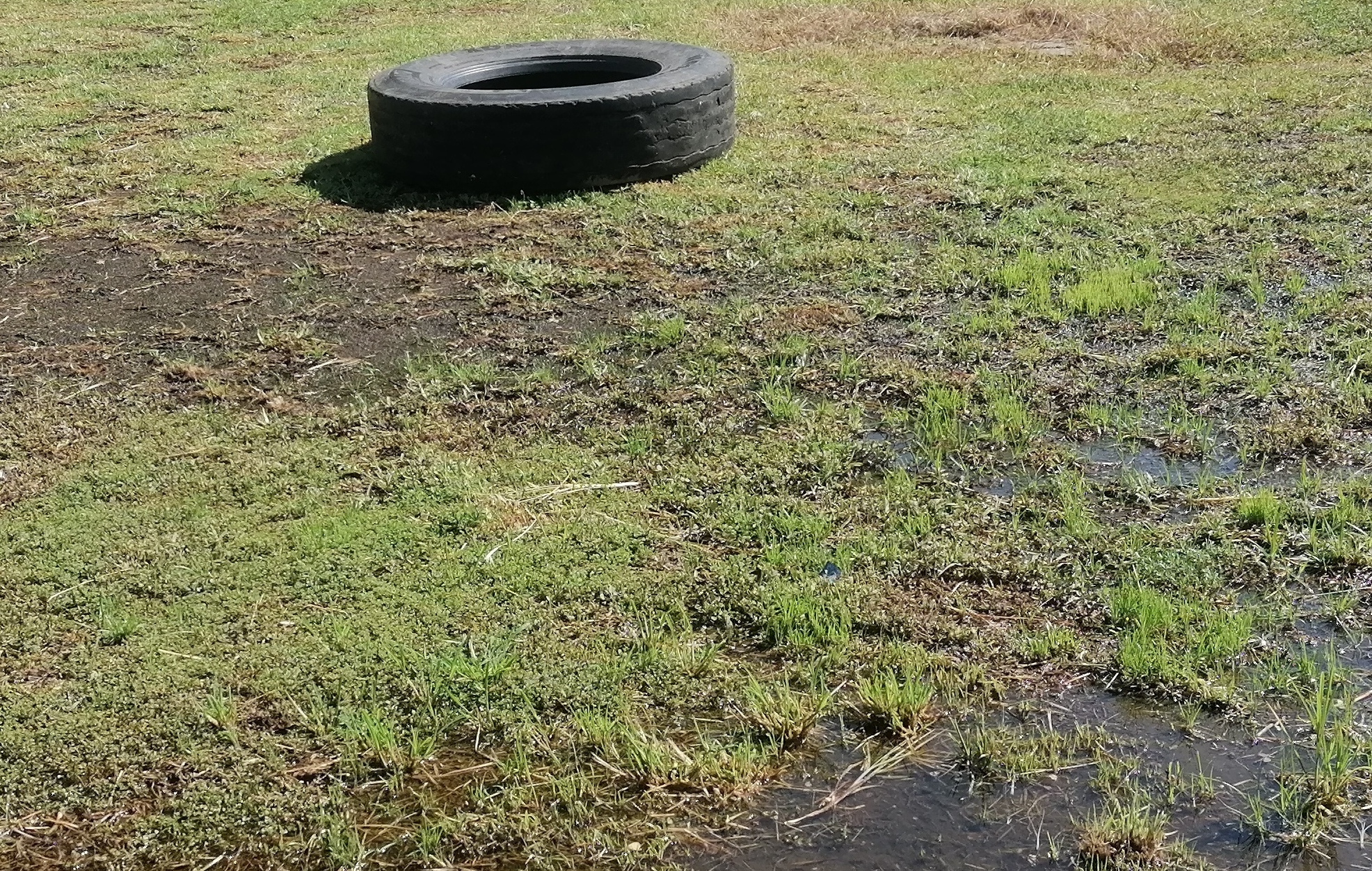 Eliminan cien toneladas de criaderos del mosco aedes aegypti