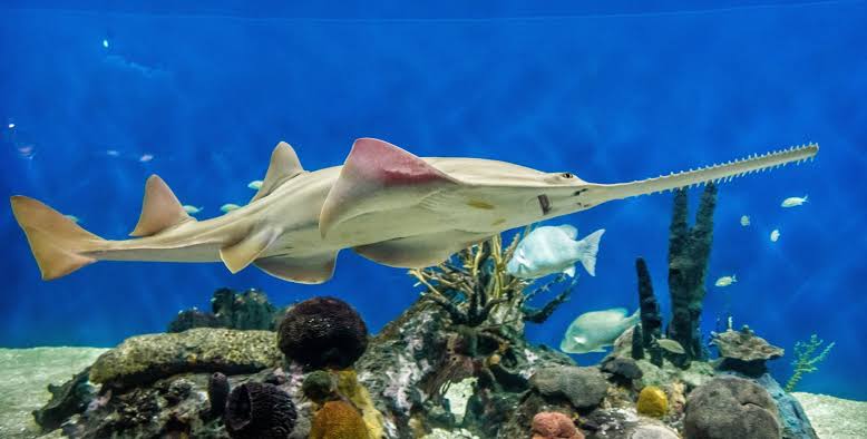 Se extingue pez sierra en un 80 por ciento