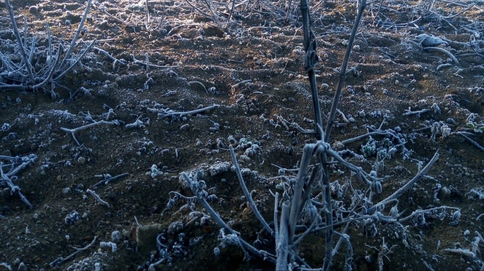 Amanecen nueve municipios con heladas en Veracruz