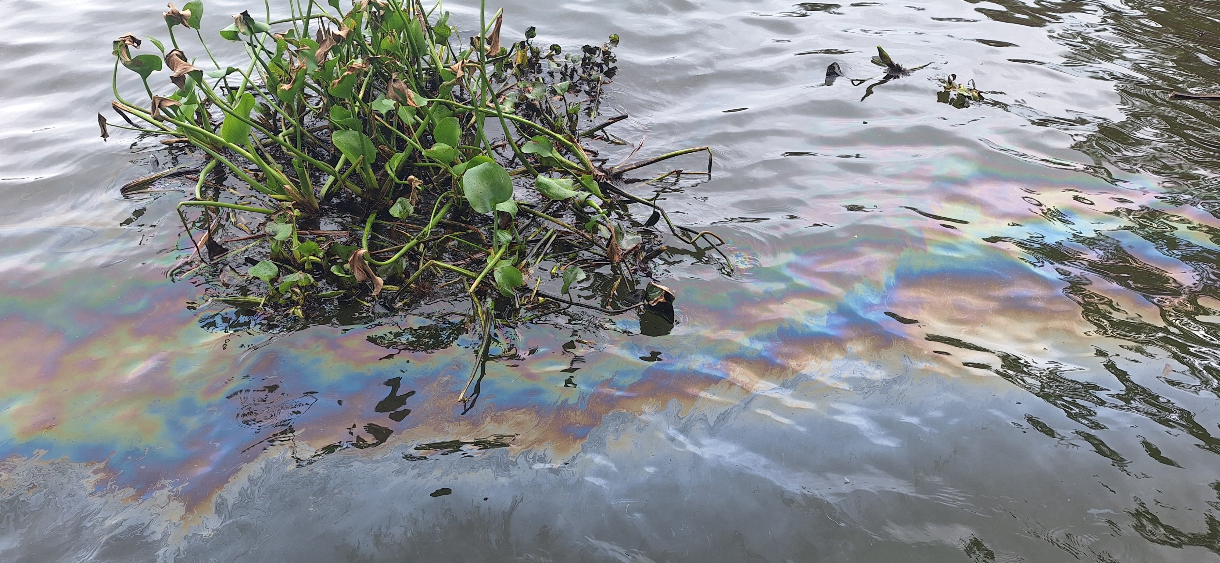 Aparecen manchas de aceite en el río Coatzacoalcos
