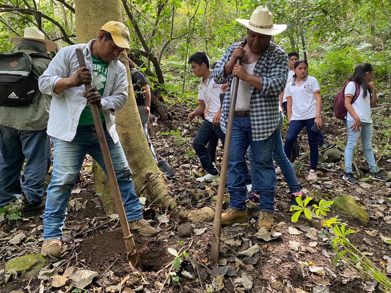 Tala inmoderada y contaminación acaban los árboles