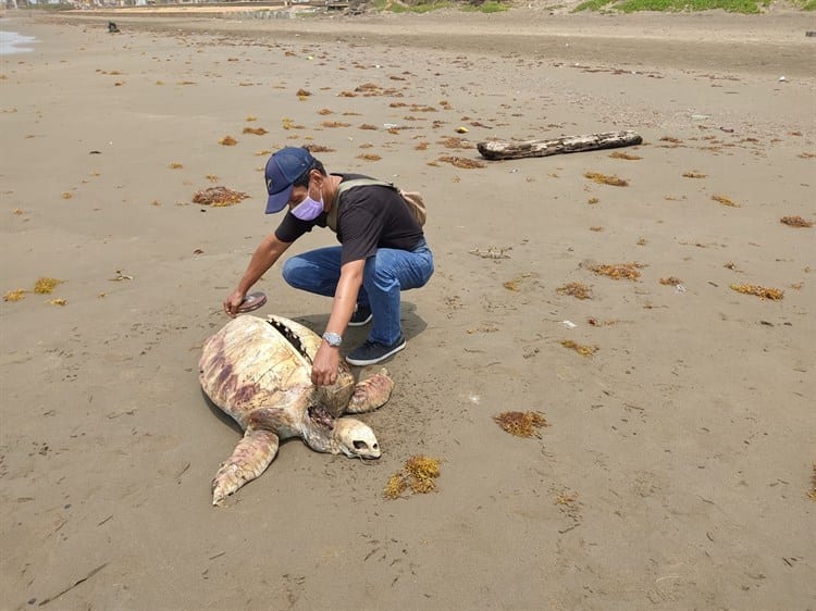 Necesario restringir el acceso de vehículos en áreas de anidación de tortugas en playas de Coatzacoalcos