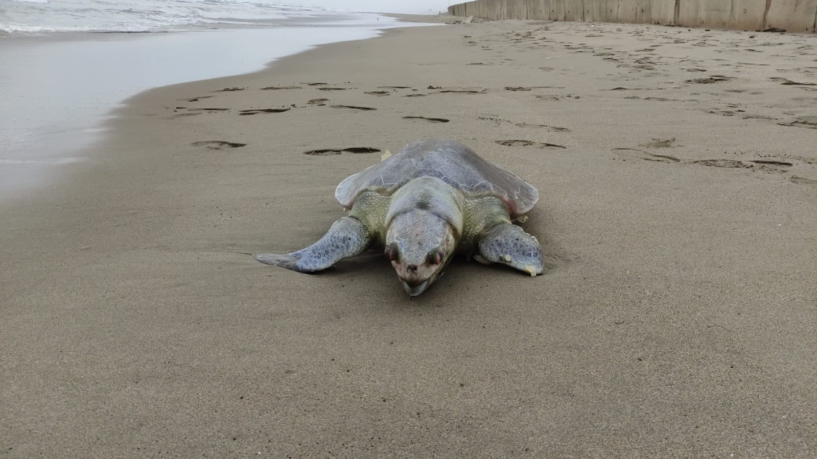 Aparece otra tortuga muerta en las playas de Coatzacoalcos