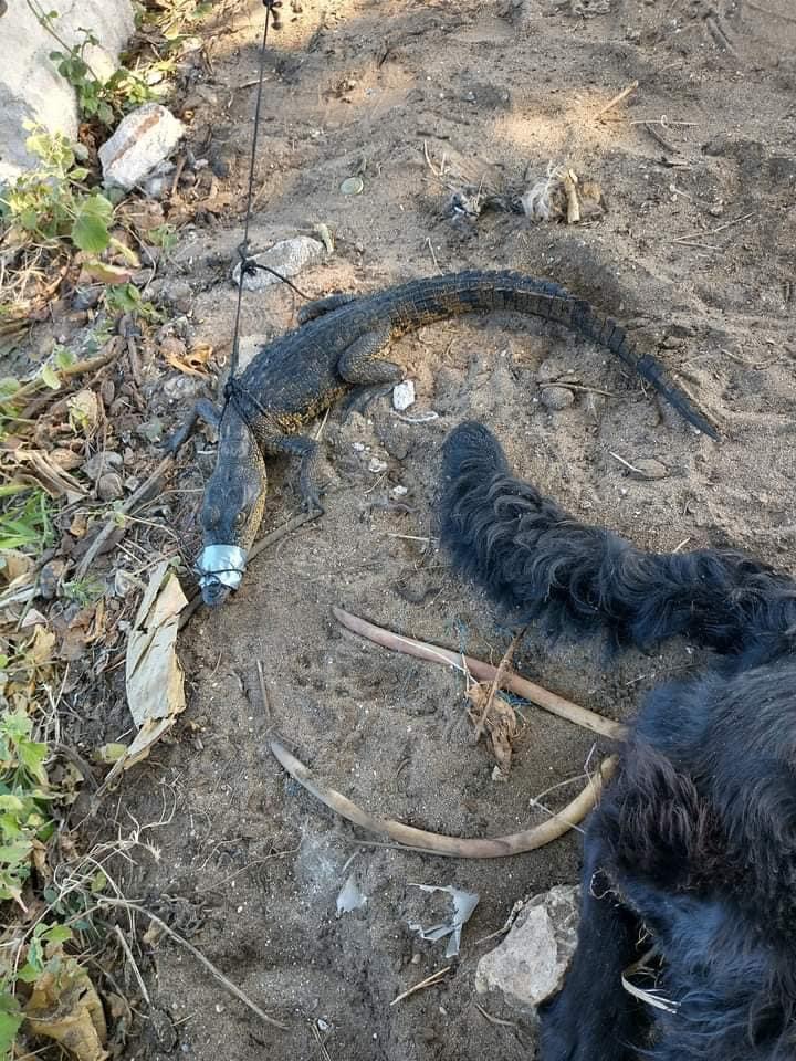 Niños de Villa Allende atrapan pequeño cocodrilo a orillas del río Coatzacoalcos