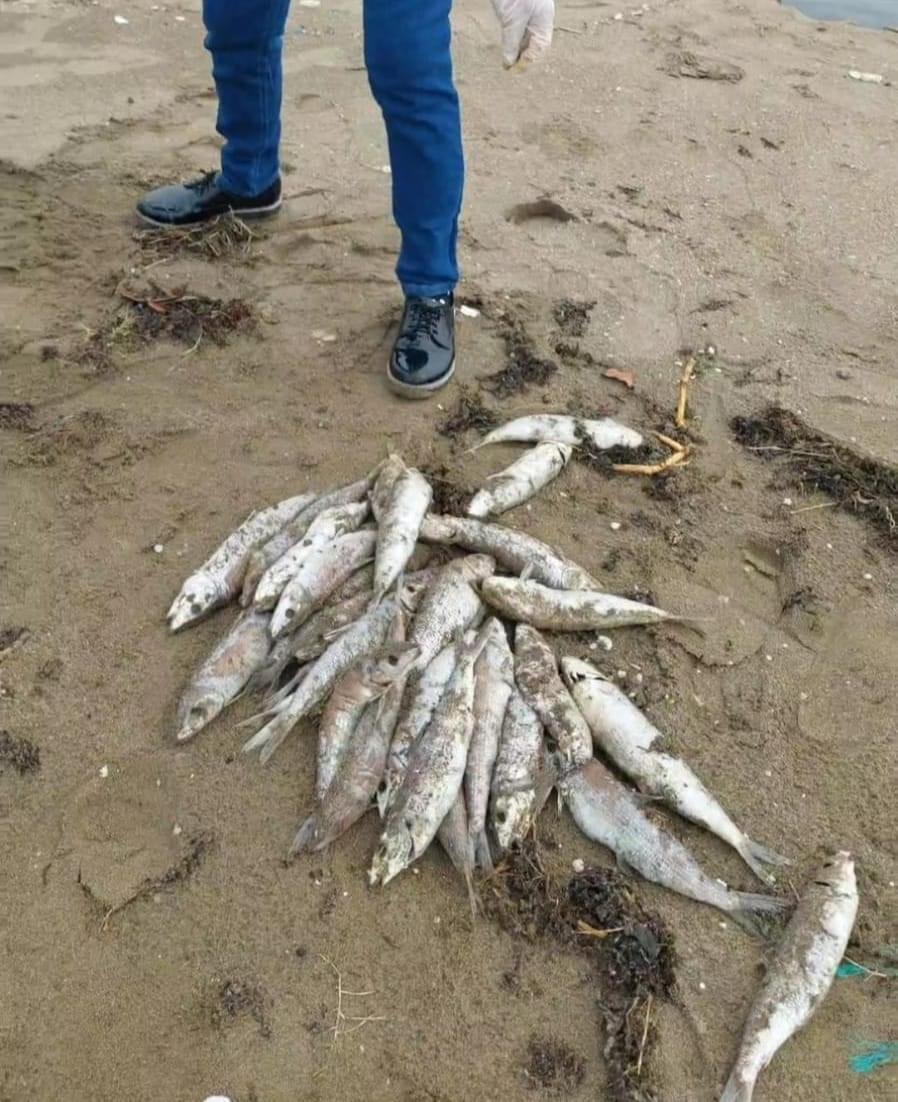 Encuentran 86 peces muertos durante jornada de playa en Coatzacoalcos