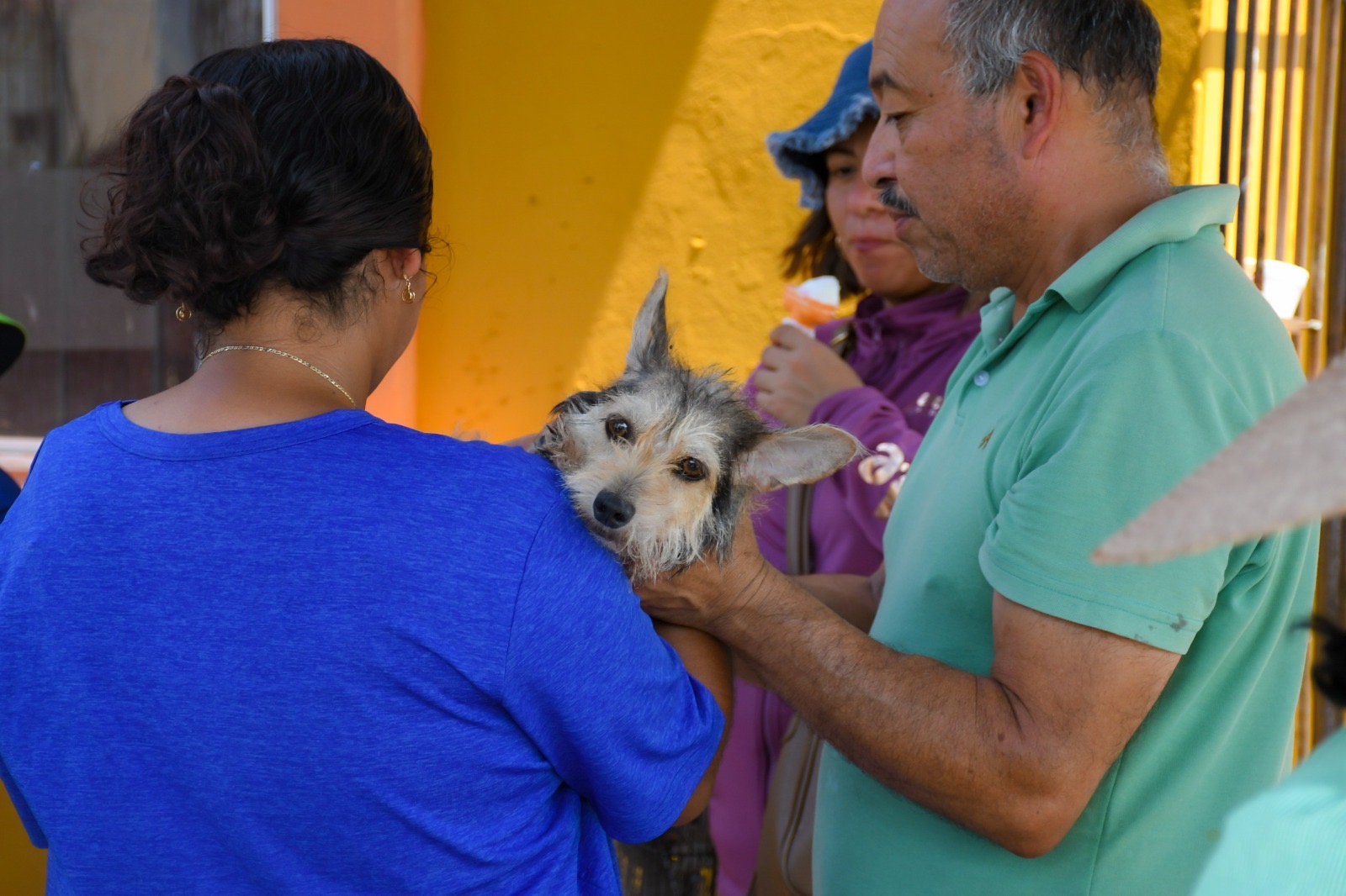 Arranca Jornada de Esterilización Canina y Felina Gratuita
