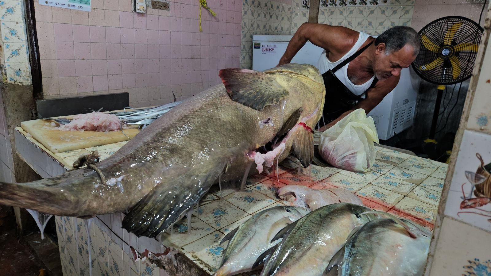 Capturan enorme cherna de 74 kilogramos en Coatzacoalcos