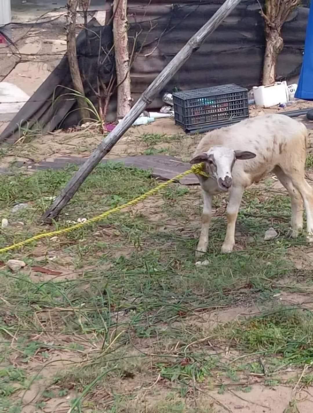 Detienen a borrego que choco contra taxi de Villa Allende