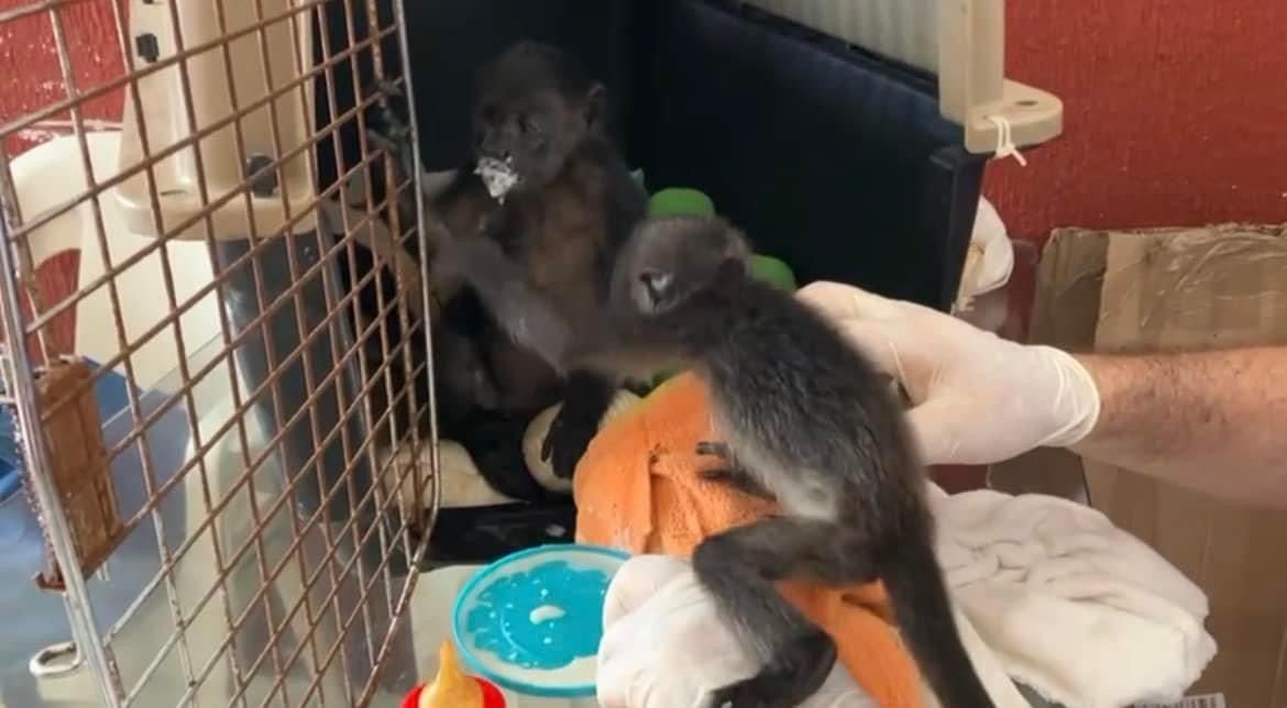 Se recuperan las cuatro crías de monos aulladores; fueron trasladadas a la ciudad de México