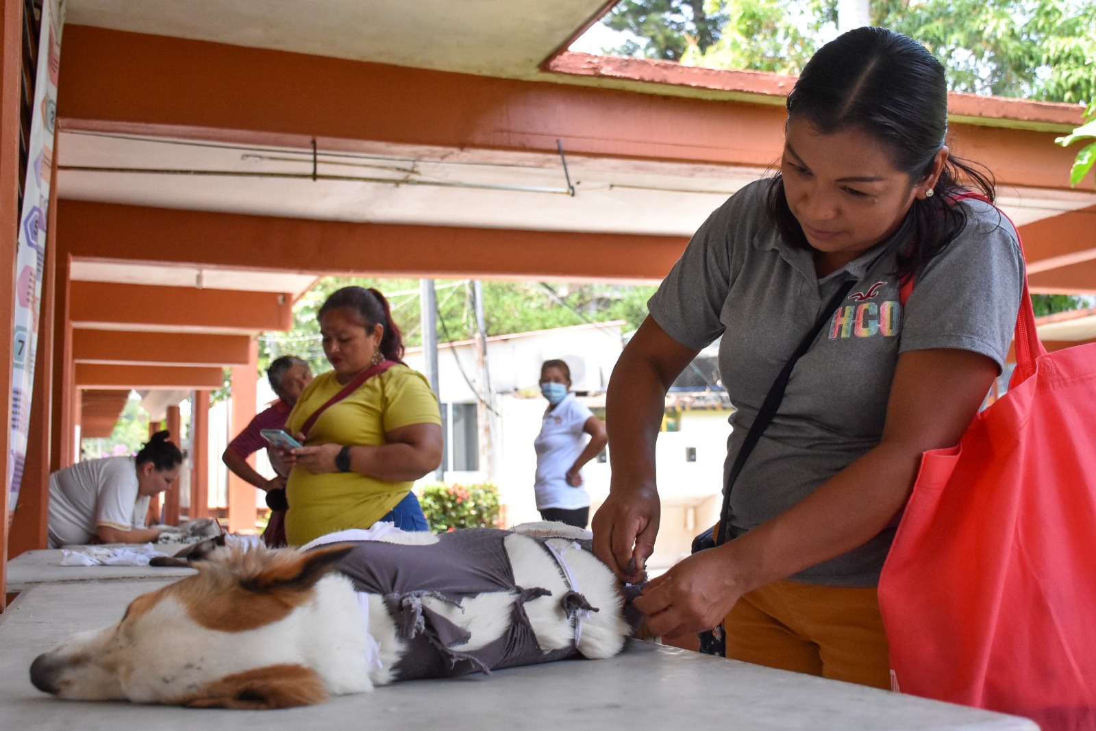Más de 400 mascotas han sido intervenidas en jornada de esterilización canina y felina