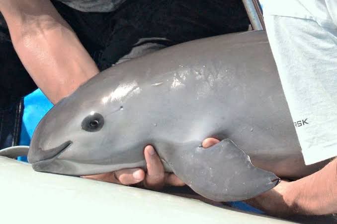 Vaquita marina, amenazada por la pesca