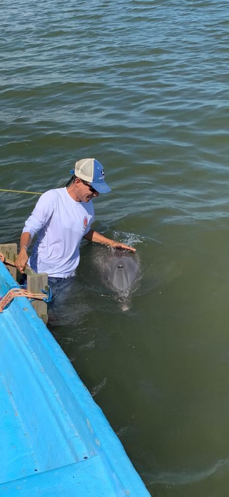 No tendrá Coatzacoalcos programa de conservación y monitoreo de delfines