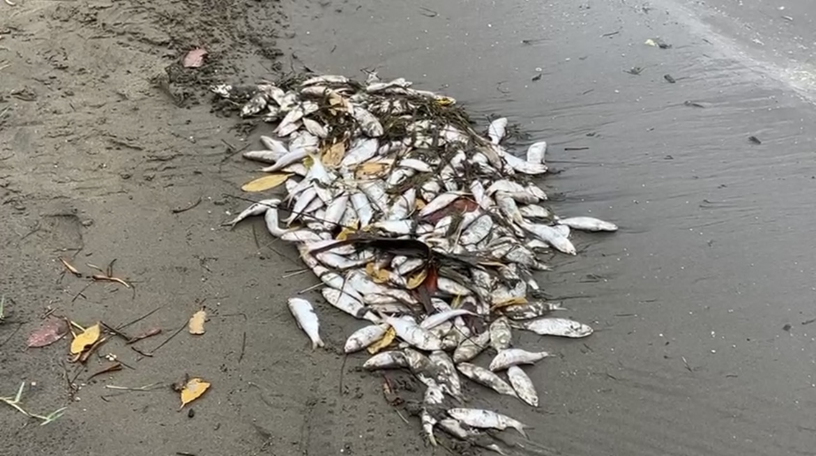 Sin determinarse causas de mortandad de peces en la laguna de ostión