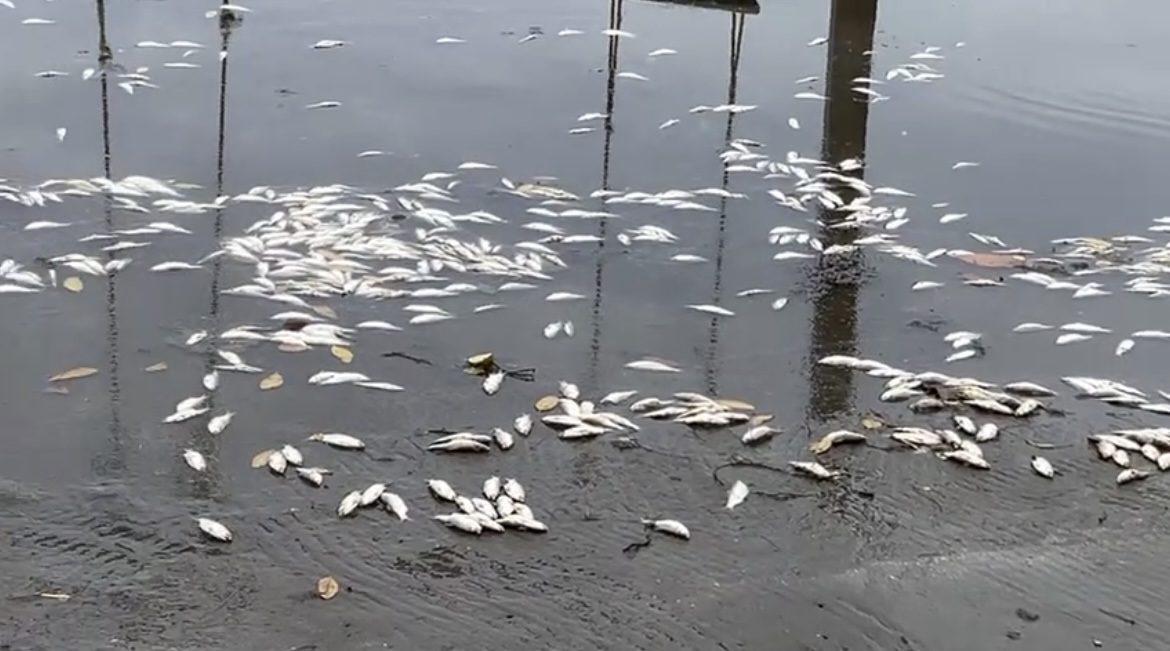 Aparecen peces muertos en Las Barrillas