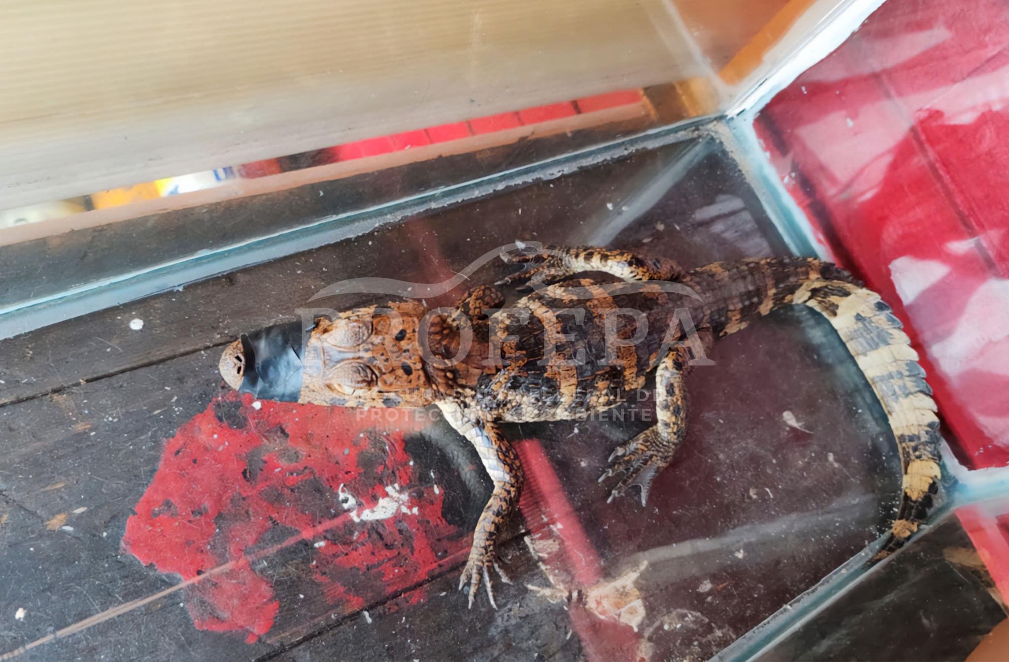 Reintegran a cocodrilos en un hábitat seguro en Veracruz