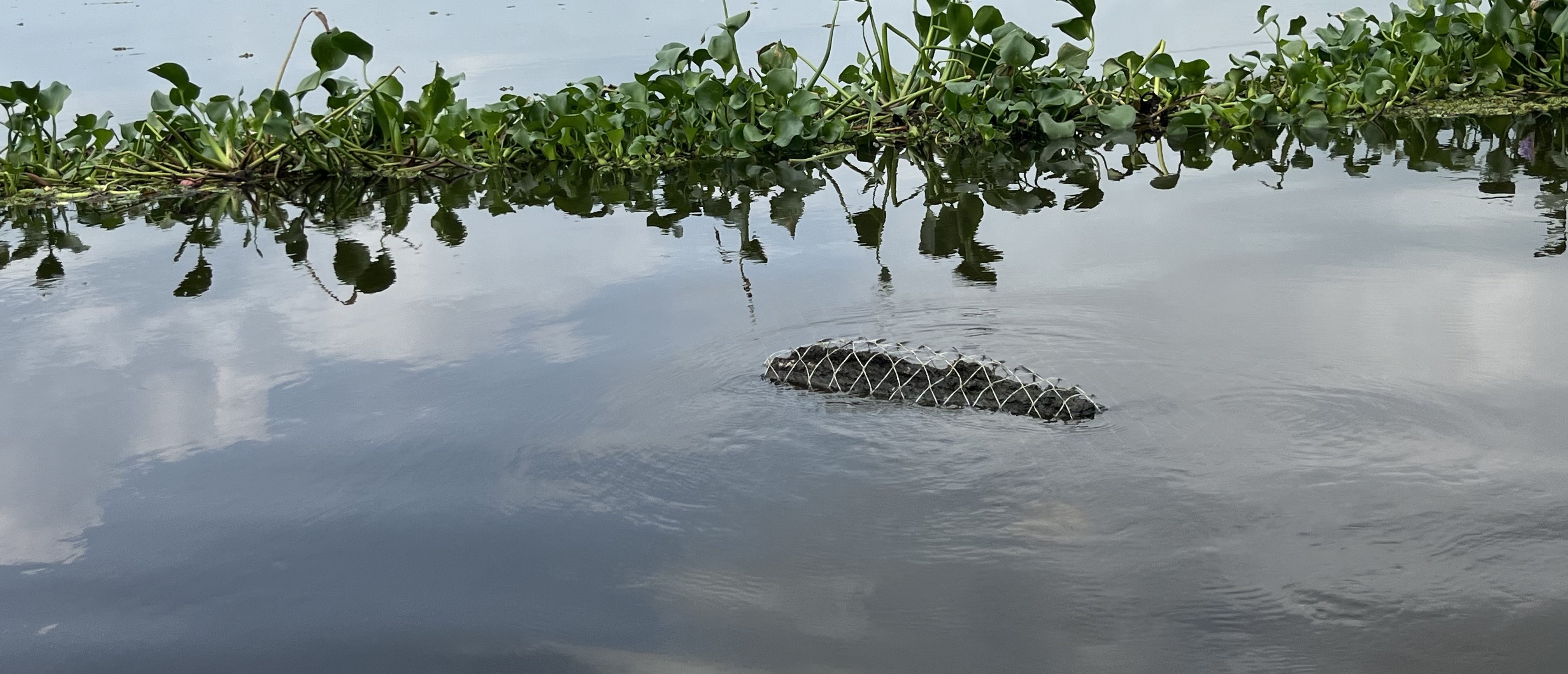 Pescadores furtivos de Villa Allende violan la veda del robalo
