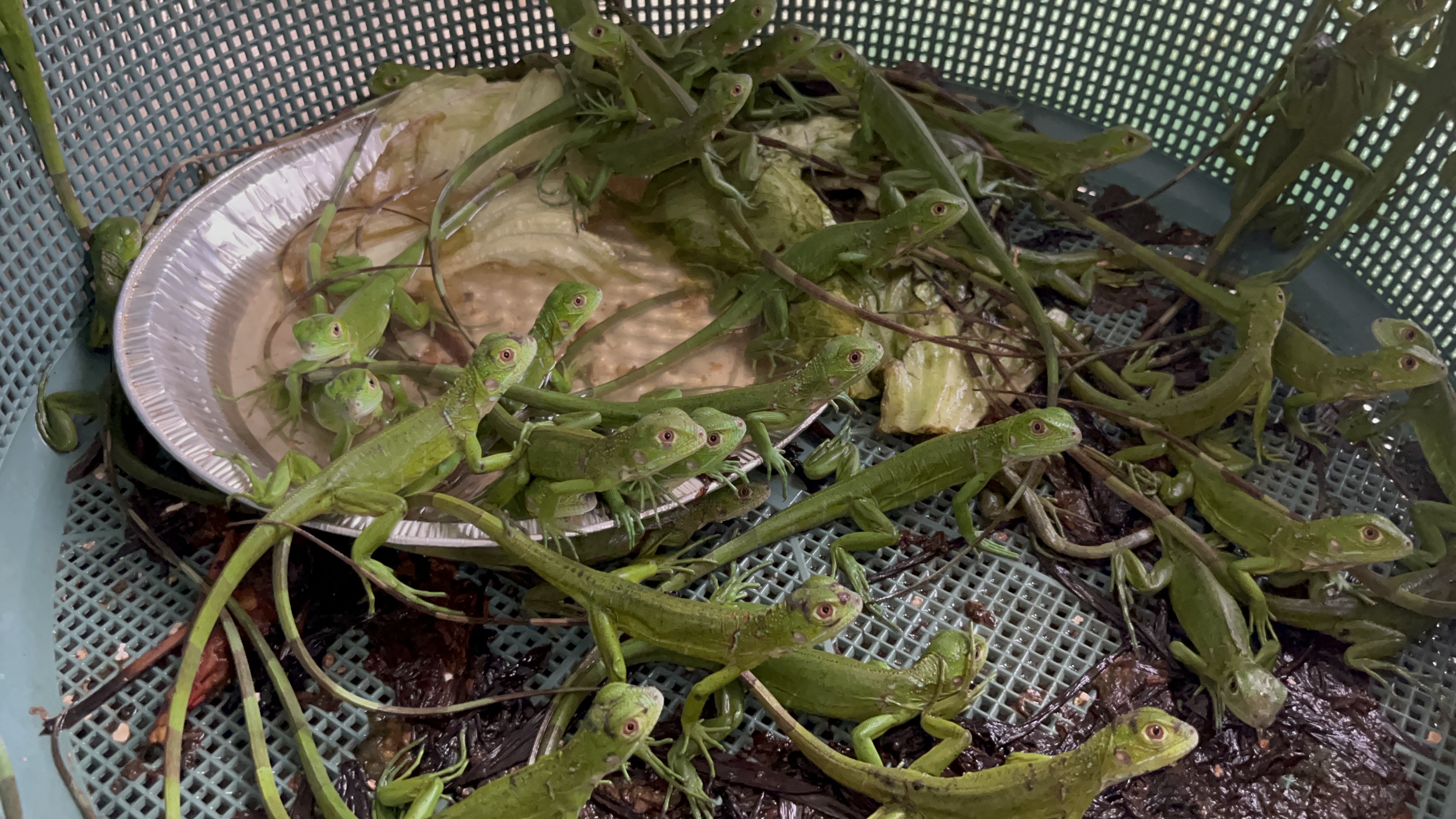 Nacen 60 iguanas verdes bajo el resguardo de guardianes de Coatzacoalcos