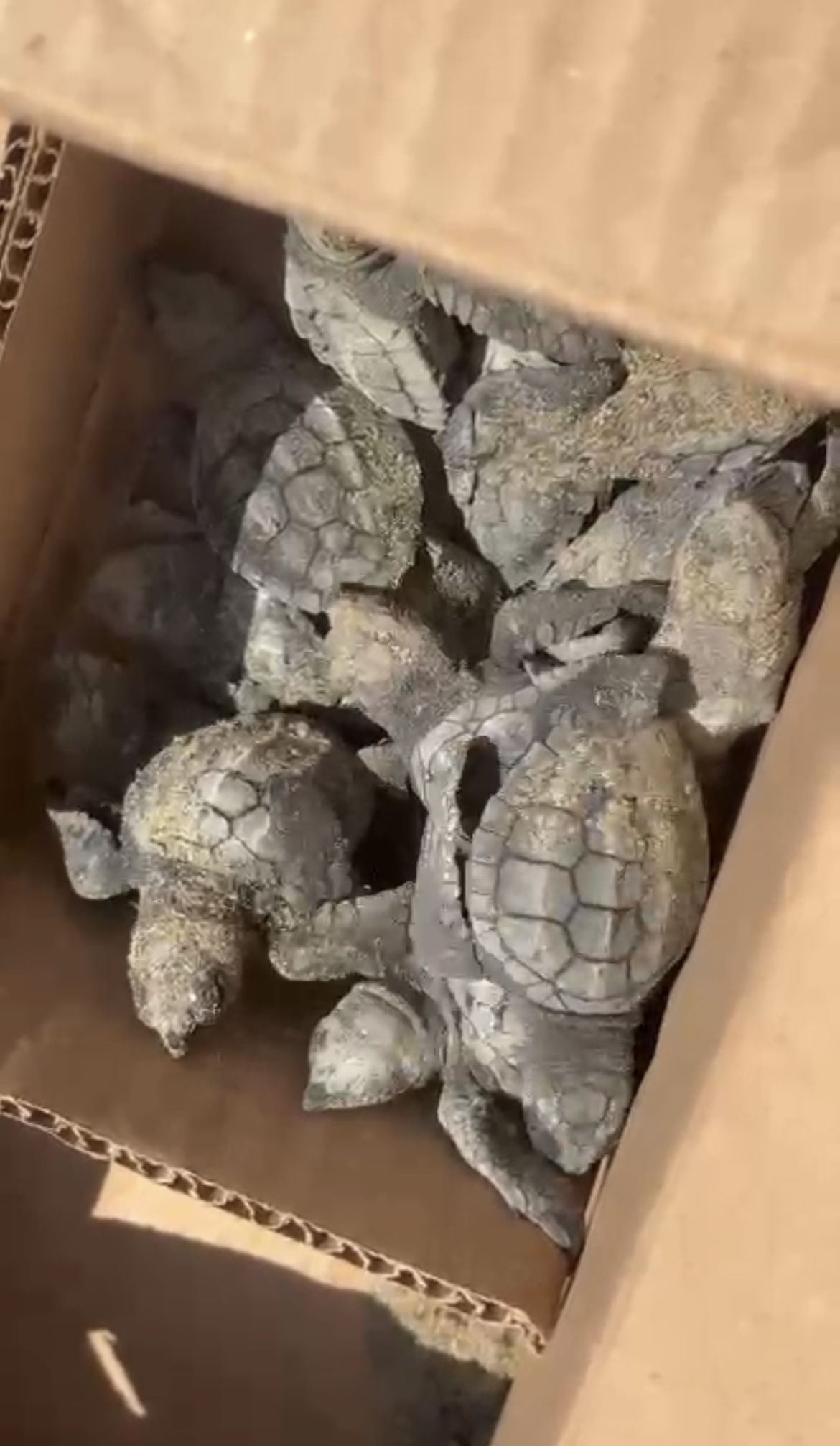 Liberan a 41 tortugas en playa de Coatzacoalcos