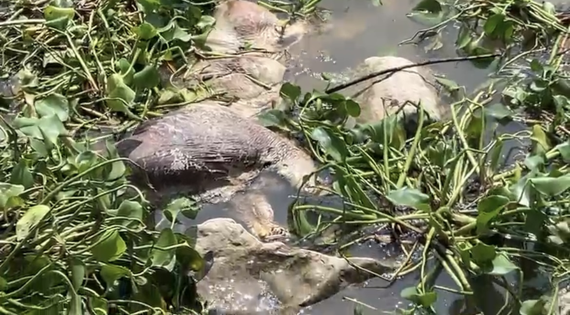 Aparecen restos de caballo muerto en el río Coatzacoalcos