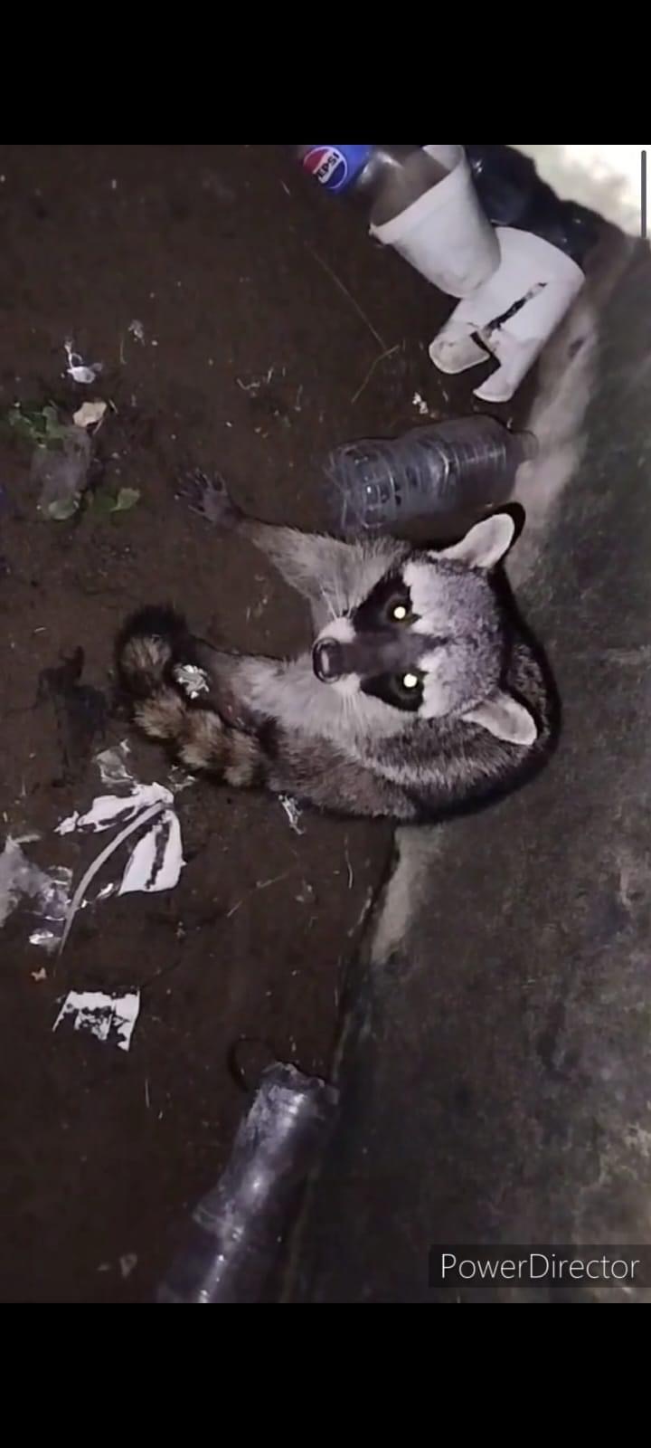 Mapache cayó en una alcantarilla sin tapa en Avenida Abraham Zabludovsky