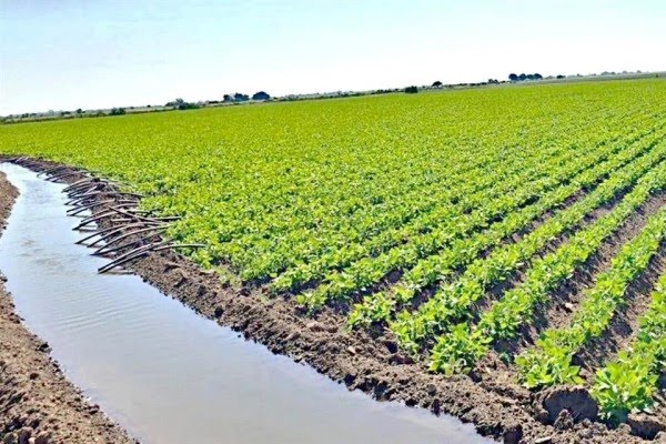 Asfixia el crimen al agro en Sinaloa