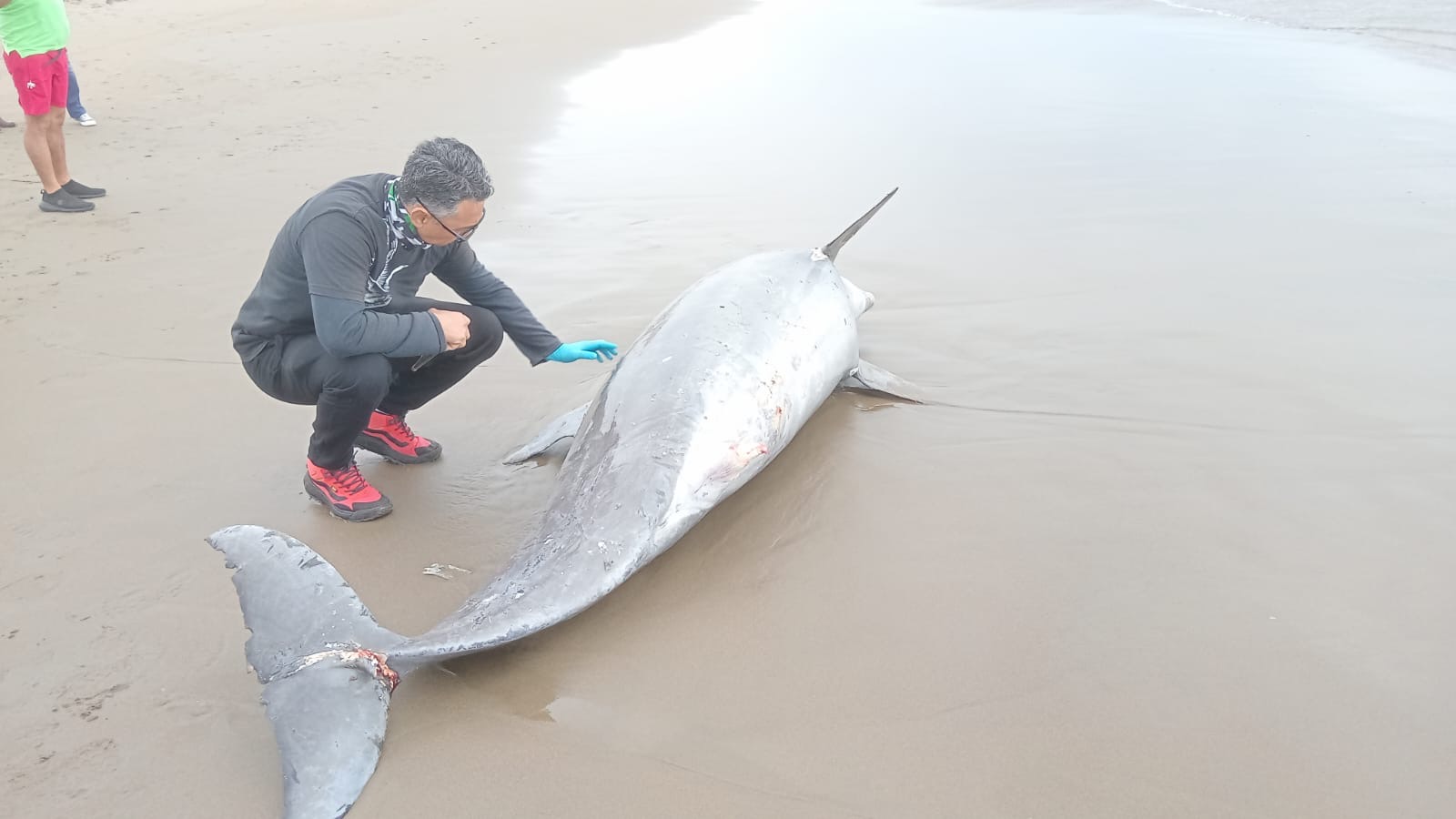 Aparece delfín muerto en playas de Coatzacoalcos