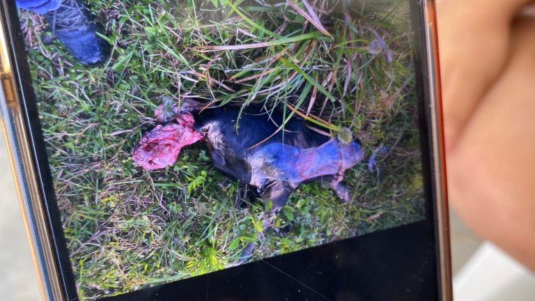 Felino salvaje siembra el terror en el ejido Guillermo Prieto