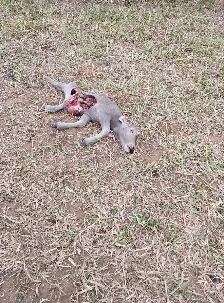 Felino salvaje cobra una nueva víctima, ahora en villa Allende