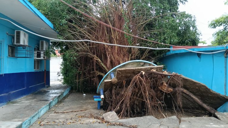 Cae árbol al interior de la escuela Carmen Serdán en Coatzacoalcos