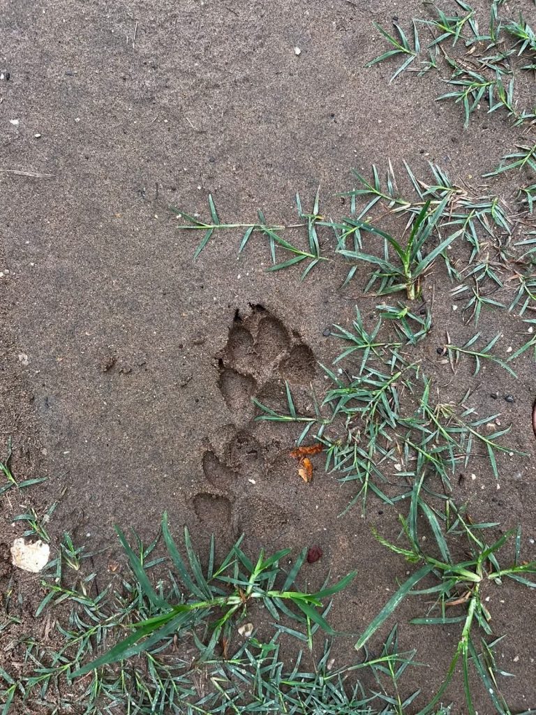 Ganaderos exigen a la Profepa y Semarnat, atender el caso del felino en la zona rural de Coatzacoalcos