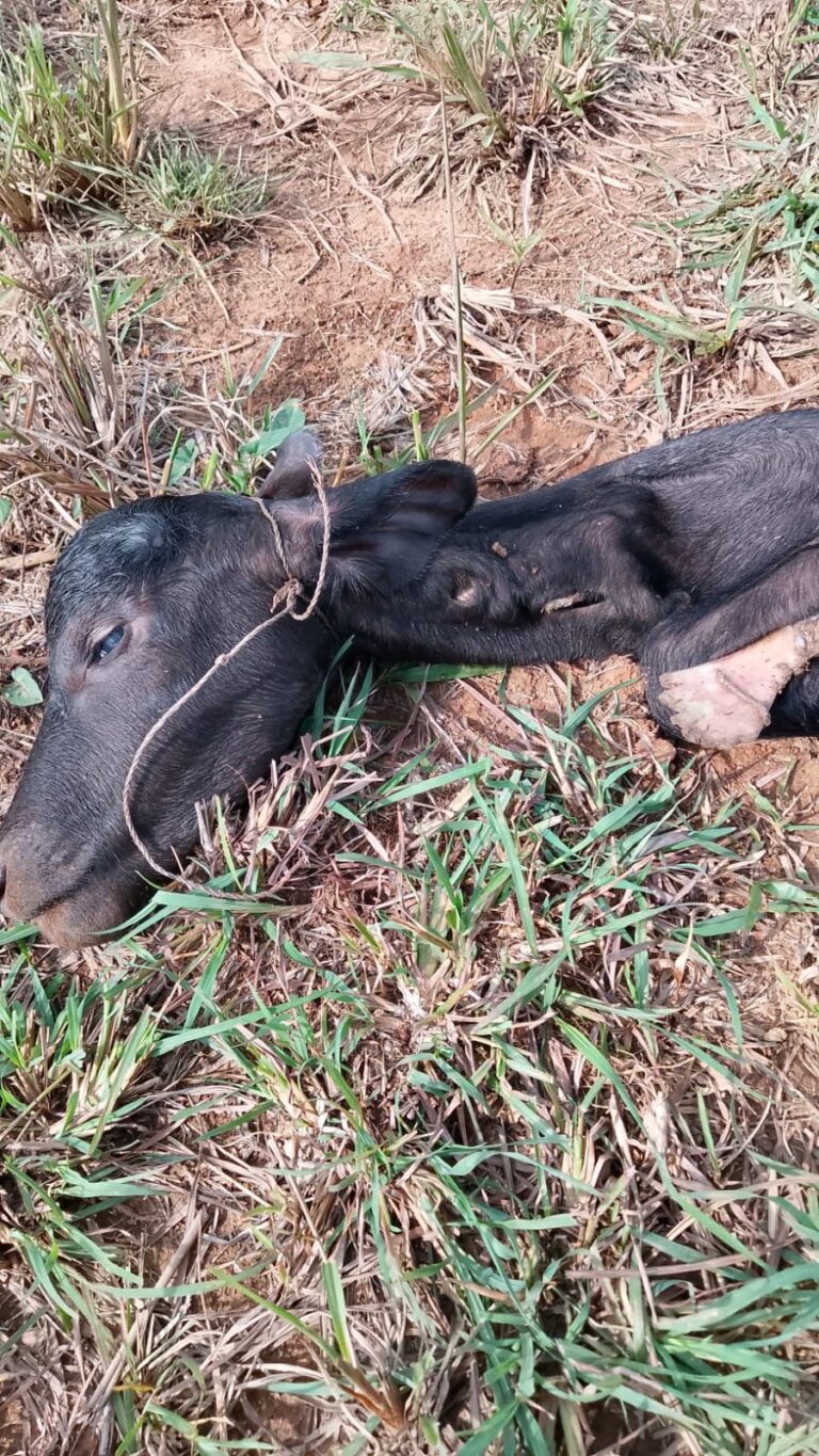 Presunto felino vuelve a atacar en Villa Allende, ahora devoró casi por completo a un búfalo de dos meses