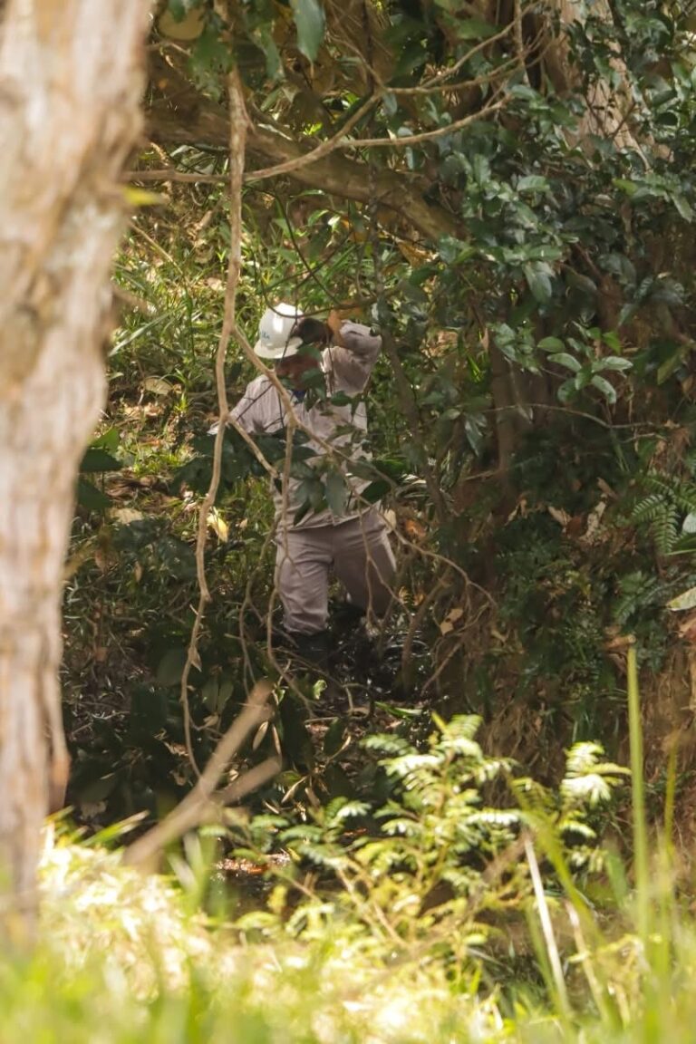 Derrame de hidrocarburo en la laguna del ejido Manuel Almanza, proviene de un ducto de Pemex