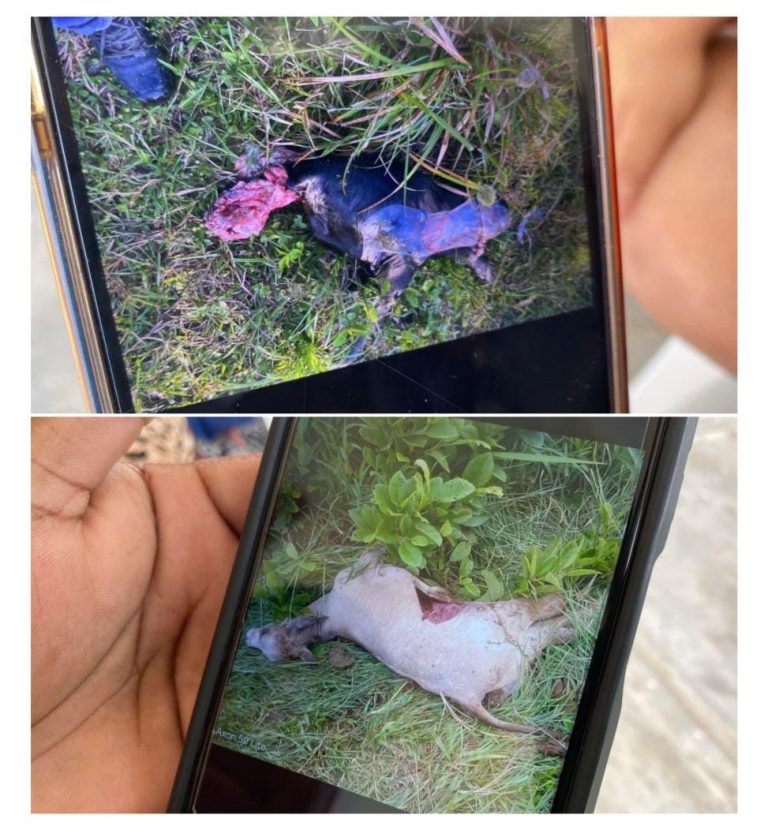 Piden a la Profepa que ayude a captura de felino en zona rural de Coatzacoalcos