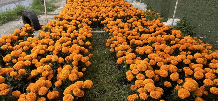 Ya están a la venta la flores de cempasúchil