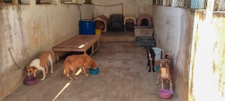 Denuncian alarmante aumento de maltrato animal en Coatzacoalcos; urgen nuevo marco legal