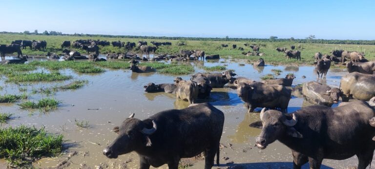 Búfalo, “Oro Negro” de la ganadería